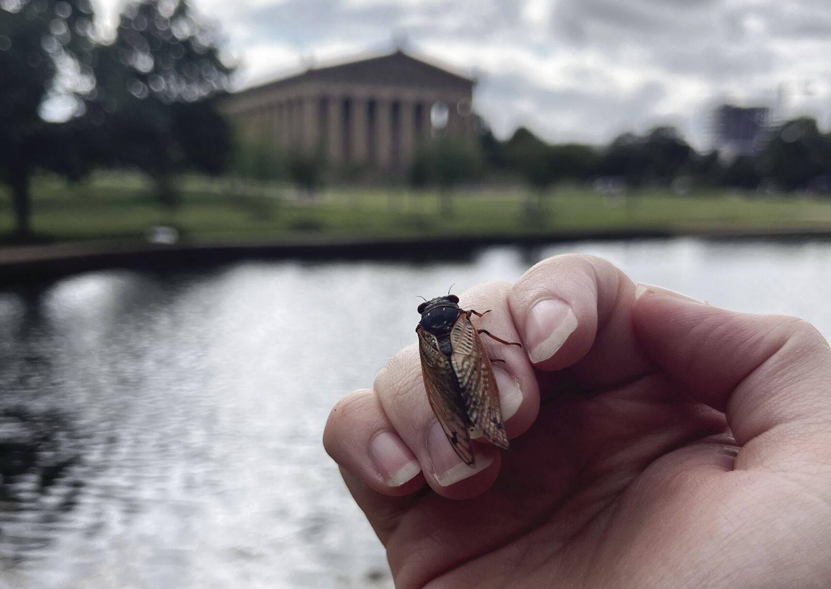 Cicada Logic
